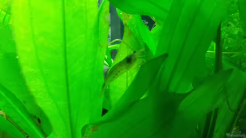 Amanogarnele von Thomas Huber (18)