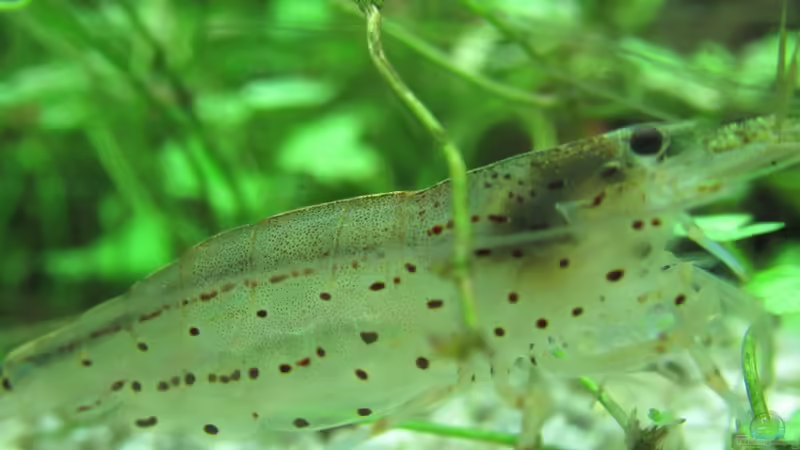 Amanogarnele von Tigerlotus (57)