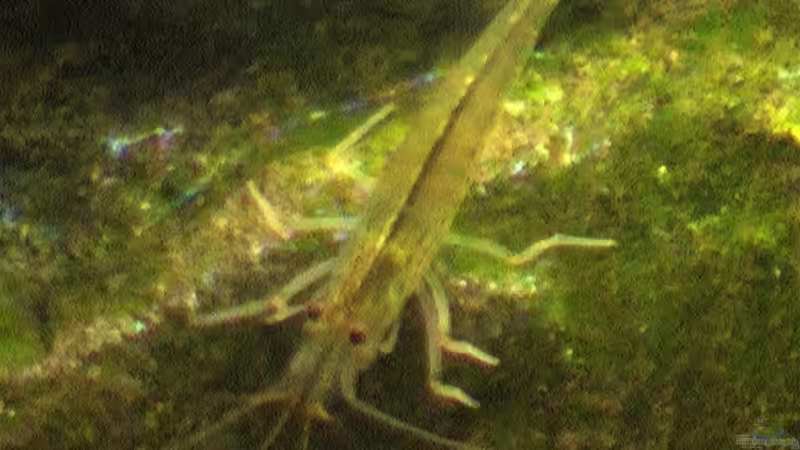 Amanogarnele von Tilo Schmiedl (26)