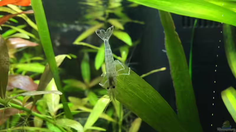 Amanogarnele von Yasmine (40)