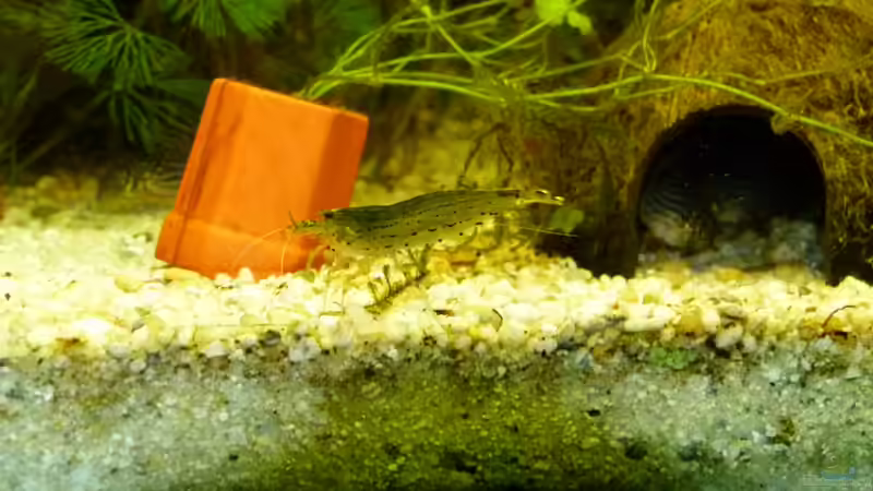 Amanogarnele XL von erma (34)