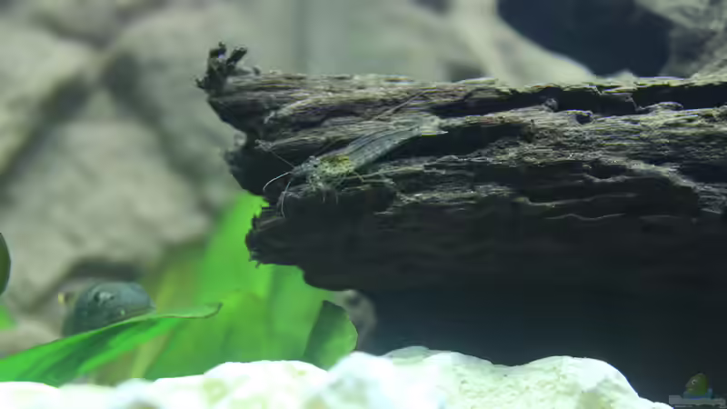 Amanogarnele zusammen mit dem Garra von Felge (3)