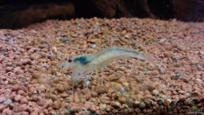 Einrichtungsbeispiele mit Amano-Garnelen (Caridina multidentata)