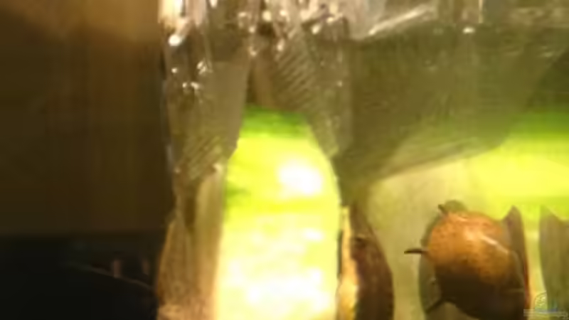 Amanogarnelen, Otocinclus und eine grüne Geweihschnecke von Momo-kocht (5)