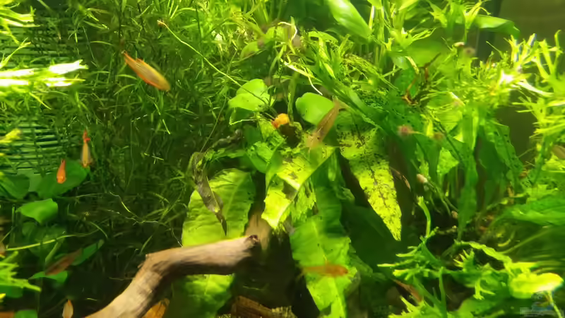 Amanogarnelen  von Miss Kasimir (23)