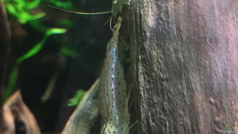 Amanogarnelen  von Ottche (56)