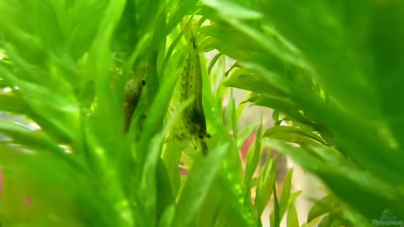 Amanogarnelen 1 von Jan Marc (13)