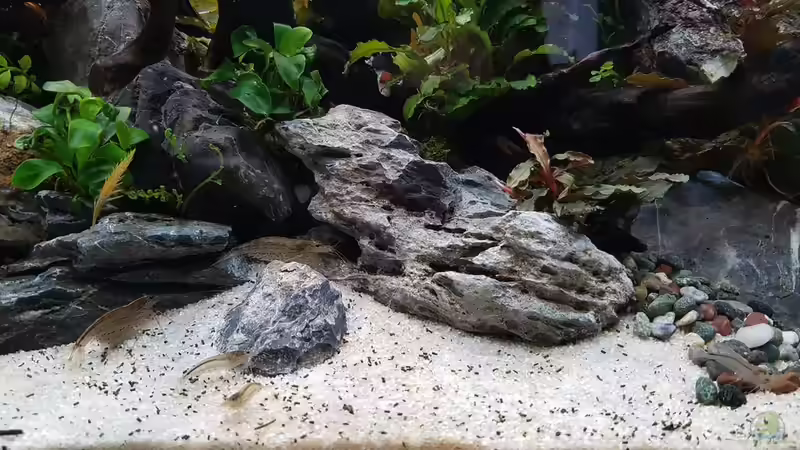 Amanogarnelen als erste Bewohner im neuen Heim von YoshiMaus (24)