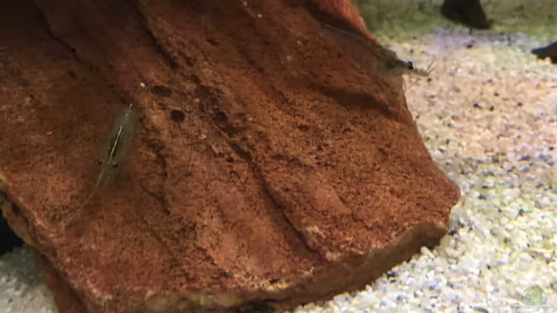 Amanogarnelen auf versteinerten Laub von Ottche (55)