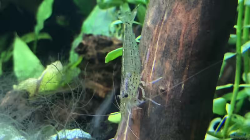 Amanogarnelen bei der Arbeit von Jule (33)