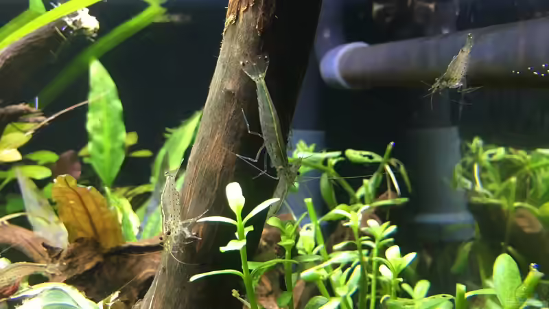 Amanogarnelen bei der Arbeit von Jule (34)