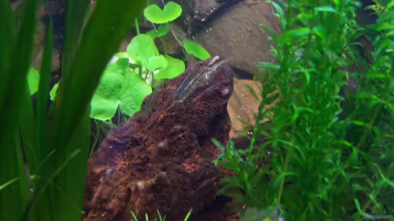 Amanogarnelen bei der Steinbearbeitung 01.03.2015 von Schratze (92)