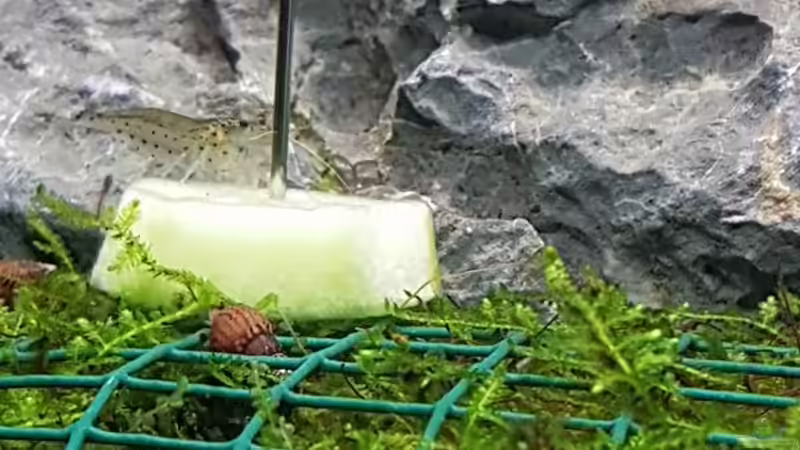 Amanogarnelen fangen an zu futtern von susie123 (8)