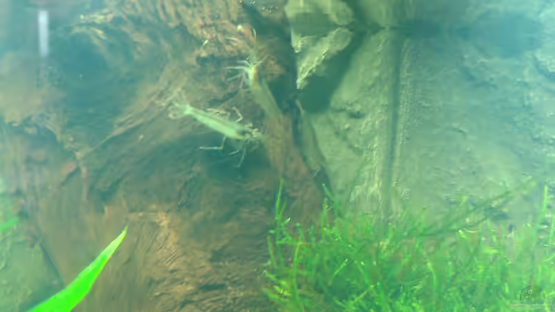 Amanogarnelen von Deoroller (52)