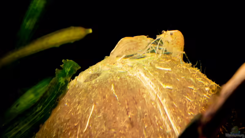 Amanogarnelen von DiskusMummy (34)