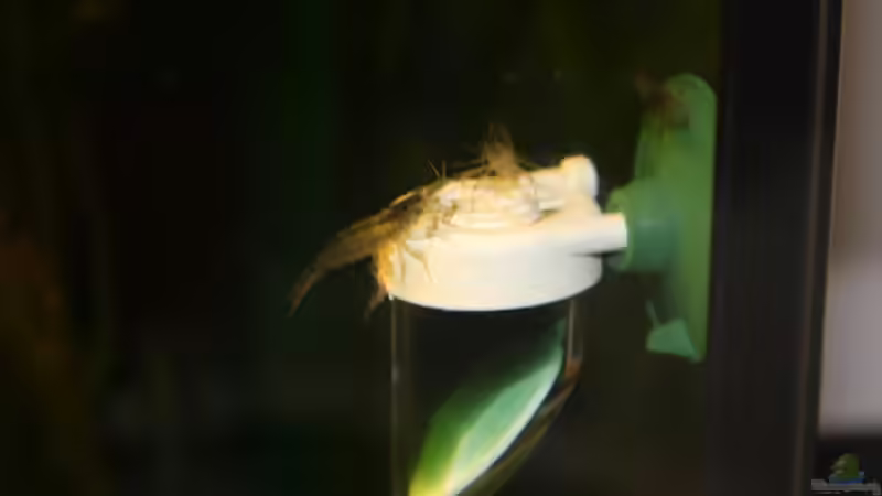 Amanogarnelen von Kiera&Hannes (7)