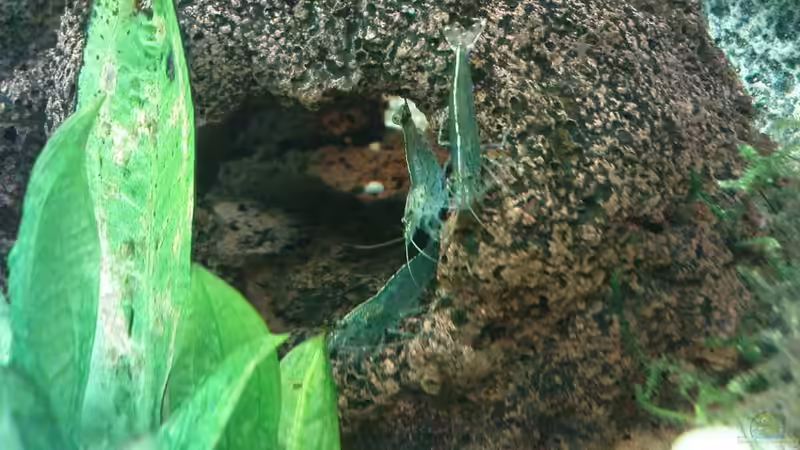 Amanogarnelen von manala (37)