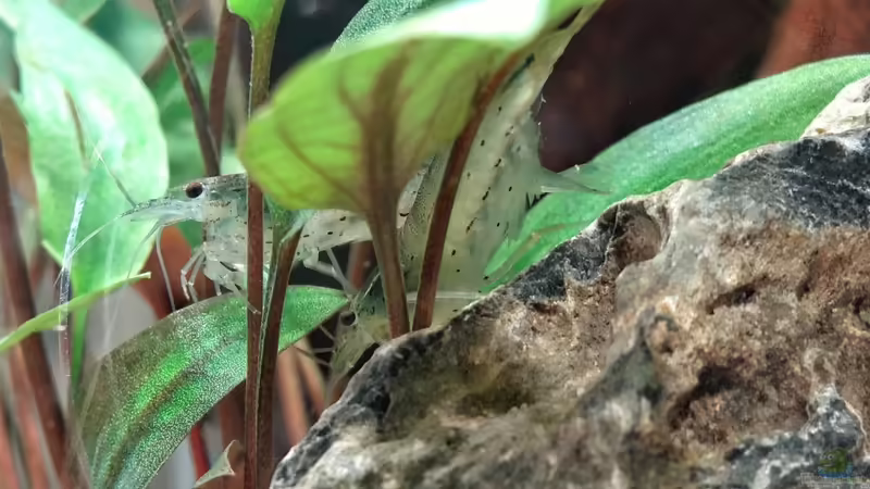 Amanogarnelen von mcfly (62)