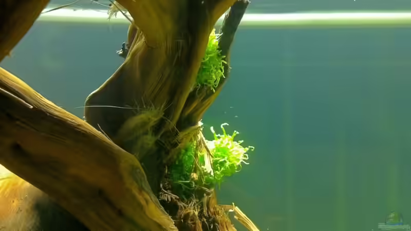 Amanogarnelen von me8210 (17)