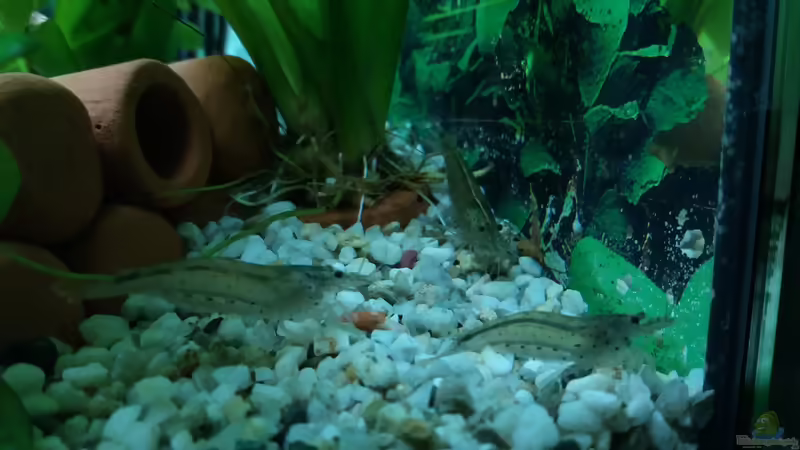 Amanogarnelen von Ricardo1198 (6)