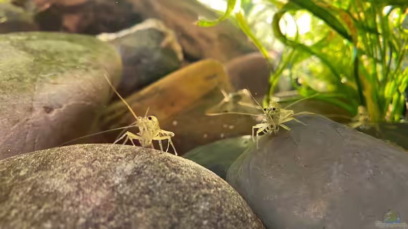 Amanogarnelen von Tavira2000 (23)