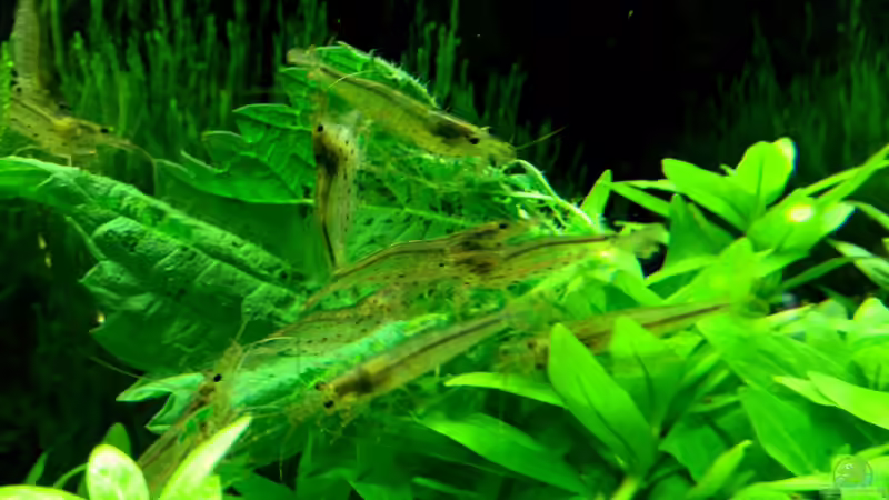 Amanogarnelen von Thainrinn (10)