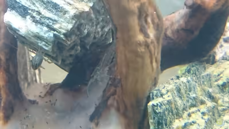 Amanogarnelen von ulli85 (22)