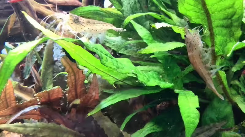 Amanogarnelen von Vancouver2010 (31)