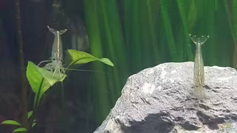 Amanogarnelen warten auf Gurke von susie123 (7)