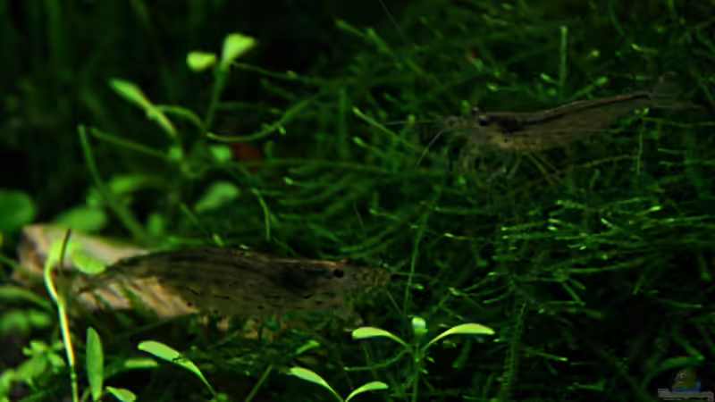 Amanos, links das Weibchen, rechts das Männchen von Arami Gurami (31)