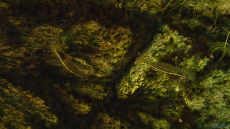 Einrichtungsbeispiele für Aquarien mit 3D-Rückwand