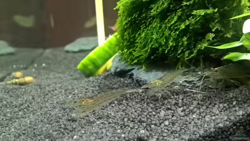 Amanos auf Streife von echo (10)