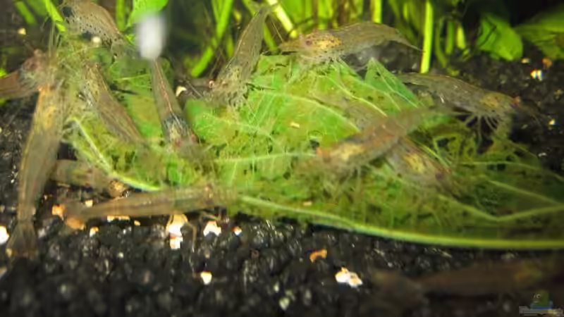 Amanos beim Fressen eines Brennesselblattes von Marco B. (26)