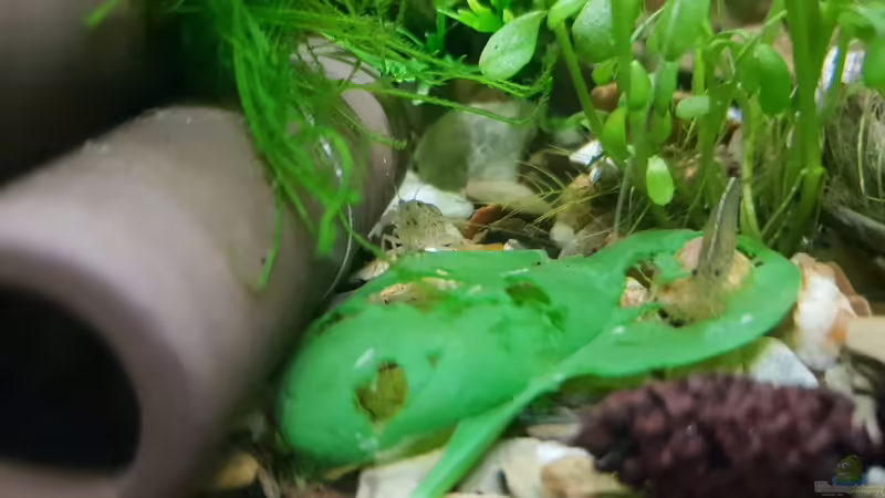 Amanos beim Spinat fressen  von Bessey (26)