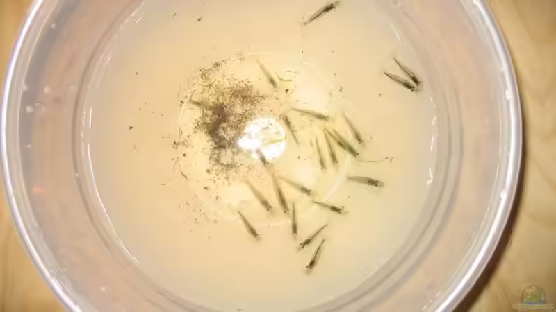 Amanos Einzug von Marco B. (25)