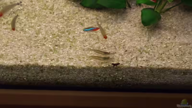 Amanos Rotkopf und Neonsalmer von Robert Ellinger (24)