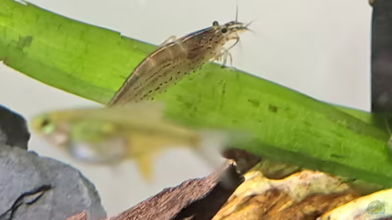 Amanos sind mittlerweile echt riesig von okefenokee (20)