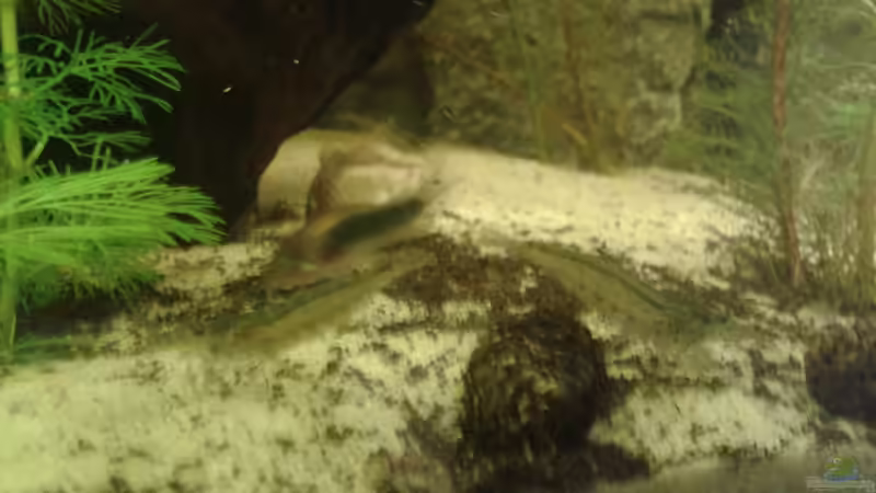 Amanos und Corys von Deoroller (61)