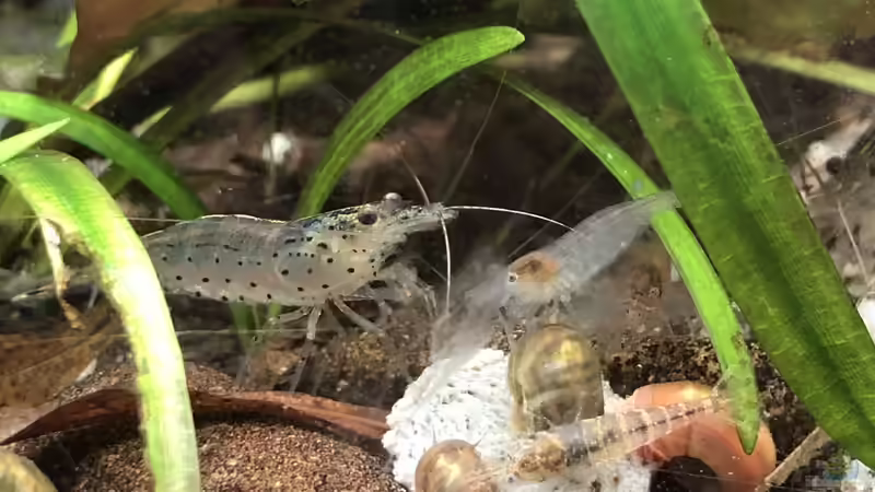 Amanos und Sulawesis von derflo (13)