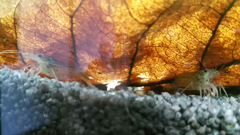 Seemandelbaumblätter im Aquarium (Ein Seemandelbaumblatt einsetzen)