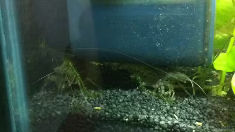 Amanos verstecken sich unterm Filter von RoZan (32)