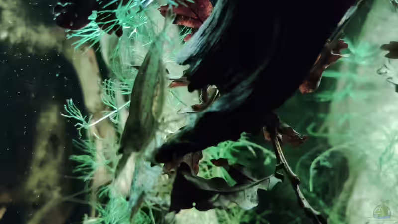 Amanos von Amazonas (25)