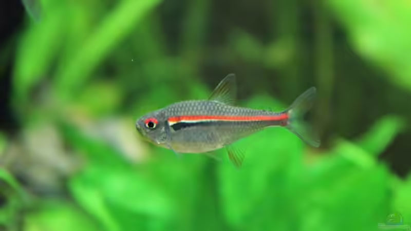 Amapa Glühlichtsalmler von Springer (47)