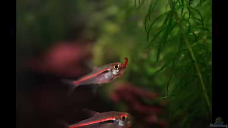 Amapa Salmler lässt sich eine rote Mückenlarve schmecken. von vixen (17)