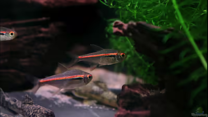 Amapa Salmler und Pittbull Welse friedlich beieinander ^^ . von vixen (35)