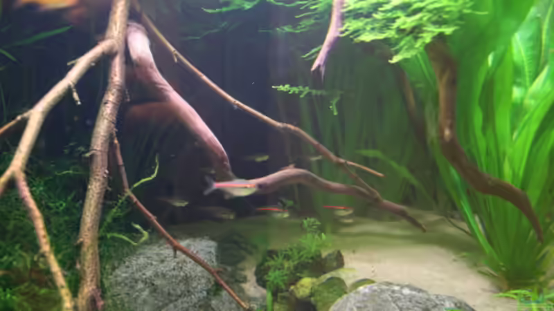 Amapa´s im Unterstand von bull70 (14)