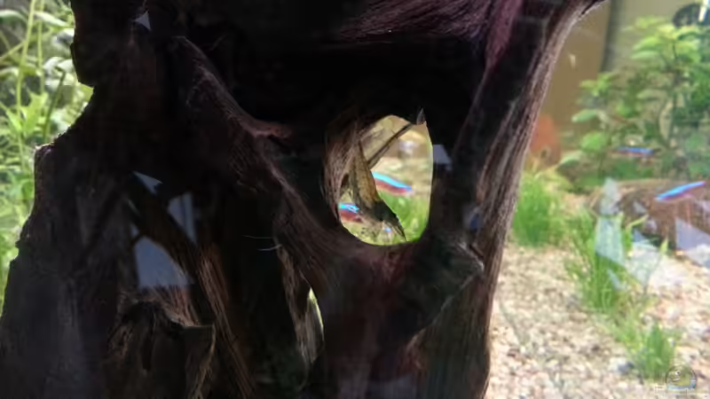 Amarnogarnele von Der Dreiäugige Goldfisch (8)