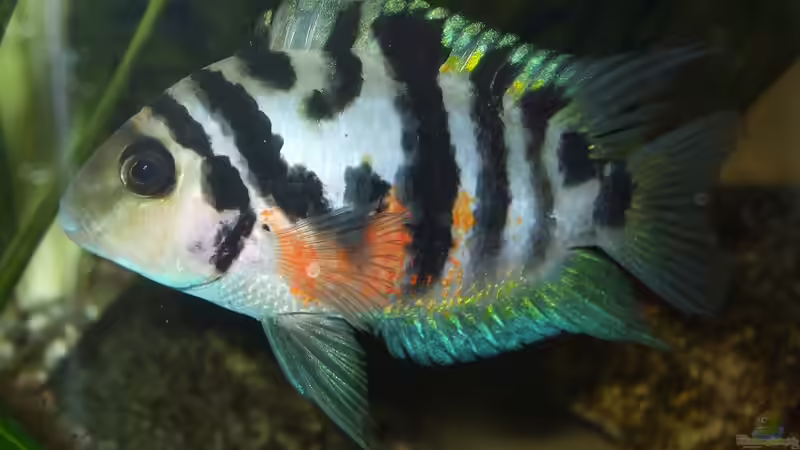 Amatitlania siquia im Aquarium halten (Einrichtungsbeispiele für Amatitlania siquia)