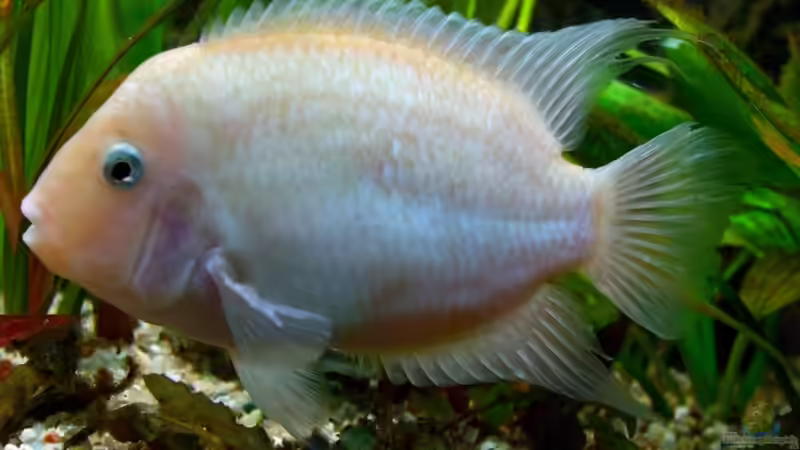 Amatitlania siquia (xanthorische Form)-Männchen von Christian Geese (15)