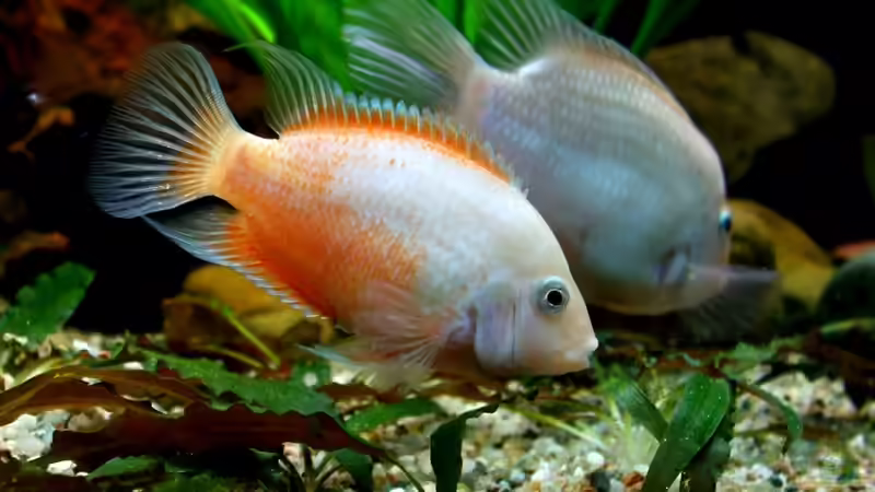 Amatitlania siquia im Aquarium halten (Einrichtungsbeispiele für Amatitlania siquia)